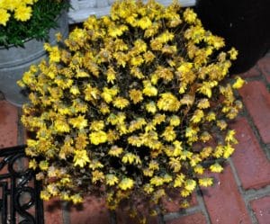 Potted mum Birmingham Alabama garden